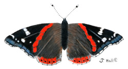 Red Admiral Buttrerfly